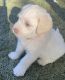Labradoodle Puppies for sale in Queen City, TX 75572, USA. price: $1,250