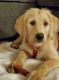Labradoodle Puppies for sale in Lynnwood, WA, USA. price: $300