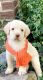 Labradoodle Puppies for sale in Jonesboro, AR, USA. price: $1,500