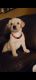 Labradoodle Puppies for sale in Spring Hill, FL, USA. price: $850