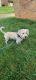 Labradoodle Puppies for sale in Silver Spring, MD, USA. price: NA