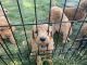 Labradoodle Puppies for sale in Highland, UT, USA. price: NA