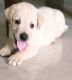 Labradoodle Puppies for sale in Noida, Uttar Pradesh, India. price: 5000 INR