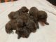 Labradoodle Puppies for sale in Elkin, NC, USA. price: NA