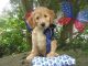Labradoodle Puppies for sale in Fort Lauderdale, FL, USA. price: NA