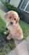 Labradoodle Puppies for sale in Arthur, IL, USA. price: $1,000