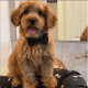 Labradoodle Puppies for sale in Waco, TX, USA. price: $2,800