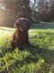 Labradoodle Puppies for sale in Rome, PA, USA. price: $400