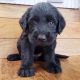 Labradoodle Puppies for sale in 3720 N Tryon St, Charlotte, NC 28206, USA. price: $2,949