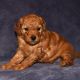 Labradoodle Puppies for sale in 2222 Plastics Dr, Gastonia, NC 28054, USA. price: NA