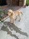 Labradoodle Puppies for sale in Flower Mound, TX, USA. price: NA