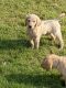 Labradoodle Puppies for sale in Tuscola, TX 79562, USA. price: NA