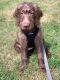 Labradoodle Puppies for sale in Fort Gordon, Augusta, GA 30905, USA. price: NA