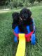 Labradoodle Puppies for sale in Vinton, VA 24179, USA. price: NA