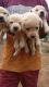 Labradoodle Puppies for sale in Pandalam, Kerala, India. price: 10000 INR