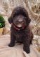 Labradoodle Puppies for sale in Johnson City, TN, USA. price: NA