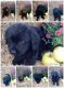 Labradoodle Puppies for sale in Fairland, OK 74343, USA. price: $600