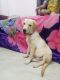 Labradoodle Puppies for sale in Mangadu, Chennai, Tamil Nadu, India. price: 8000 INR
