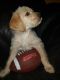 Labradoodle Puppies for sale in Spring Hill, FL, USA. price: $595