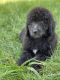 Labradoodle Puppies for sale in 1504 Wayland Ave, Sacramento, CA 95825, USA. price: NA