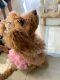 Labradoodle Puppies for sale in Hazleton, PA, USA. price: NA