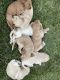 Labradoodle Puppies for sale in Elk Ridge, UT, USA. price: NA