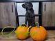 Labradoodle Puppies for sale in Pueblo, CO, USA. price: NA