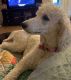 Labradoodle Puppies for sale in Haslet, TX, USA. price: $1,300