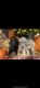 Labradoodle Puppies for sale in London, KY, USA. price: NA