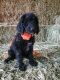 Labradoodle Puppies for sale in Northern California, CA, USA. price: NA