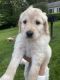 Labradoodle Puppies for sale in North East, MD 21901, USA. price: NA