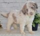 Labradoodle Puppies for sale in Chicago, IL, USA. price: $1,600