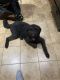 Labradoodle Puppies for sale in Houston, TX, USA. price: $1,800