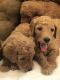 Labradoodle Puppies for sale in Clackamas, OR, USA. price: $2,200