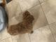 Labradoodle Puppies for sale in Romeoville, IL, USA. price: NA