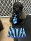 Labradoodle Puppies for sale in Taunton, MA, USA. price: NA