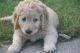Labradoodle Puppies for sale in Sugar Hill, GA, USA. price: $2,800