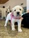 Labradoodle Puppies for sale in Woodland Hills, Los Angeles, CA, USA. price: $1,200