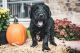 Labradoodle Puppies for sale in Westminster, MD, USA. price: $1,500