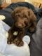 Labradoodle Puppies for sale in Williamsport, PA, USA. price: $100