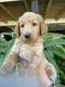 Labradoodle Puppies for sale in Bloomingdale, GA 31302, USA. price: NA