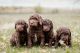 Labradoodle Puppies for sale in De Graff, OH 43318, USA. price: $1,000