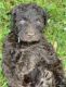 Labradoodle Puppies for sale in Bedford, VA 24523, USA. price: $1,800