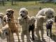 Labradoodle Puppies for sale in Sunnyslope, Phoenix, AZ 85020, USA. price: $1,500