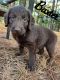 Labradoodle Puppies for sale in Middlesex, NC 27557, USA. price: $2,000
