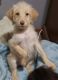 Labradoodle Puppies for sale in 1310 Burnham Ave, Des Moines, IA 50315, USA. price: $400