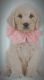 Labradoodle Puppies for sale in Florence, AL, USA. price: NA