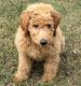Labradoodle Puppies for sale in Charlotte, NC, USA. price: $1,400