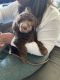 Labradoodle Puppies for sale in Hurst, TX 76053, USA. price: $950