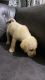 Labradoodle Puppies for sale in Dombivli, Maharashtra, India. price: 25000 INR